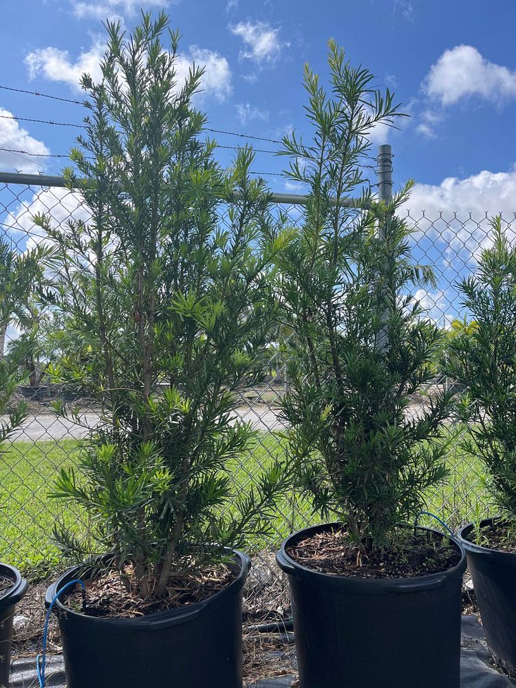 podocarpus-plum-pine
