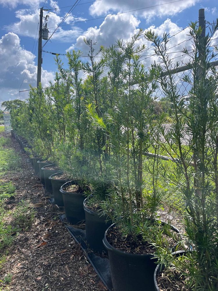 podocarpus-plum-pine