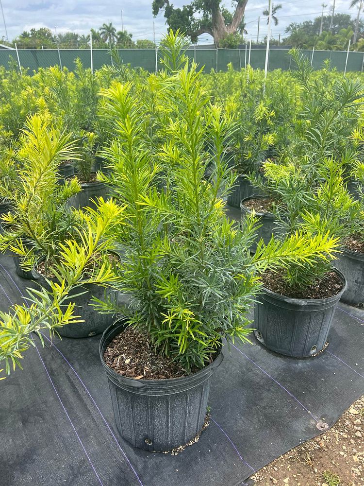podocarpus-plum-pine