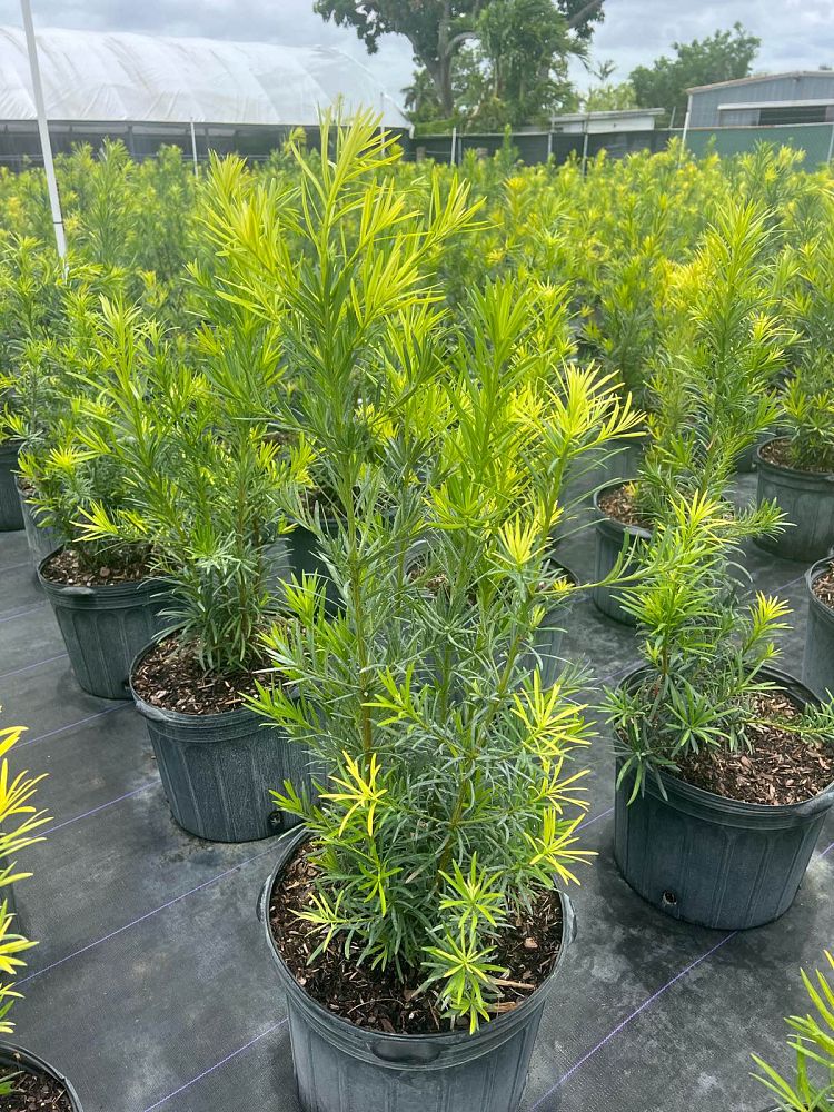podocarpus-plum-pine