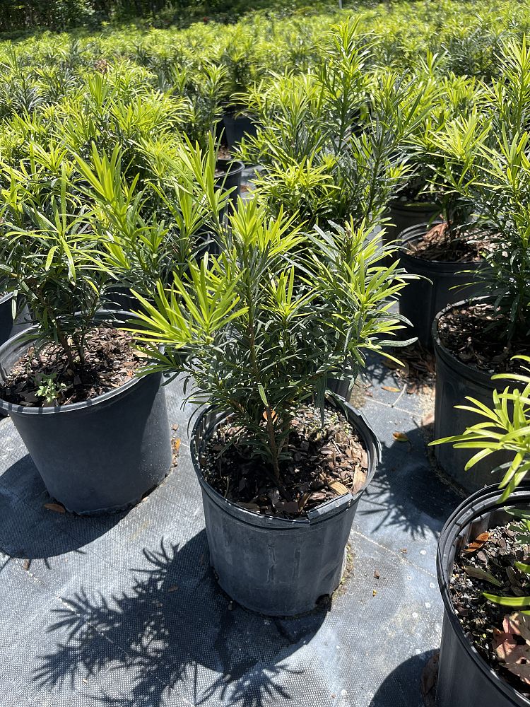 podocarpus-plum-pine