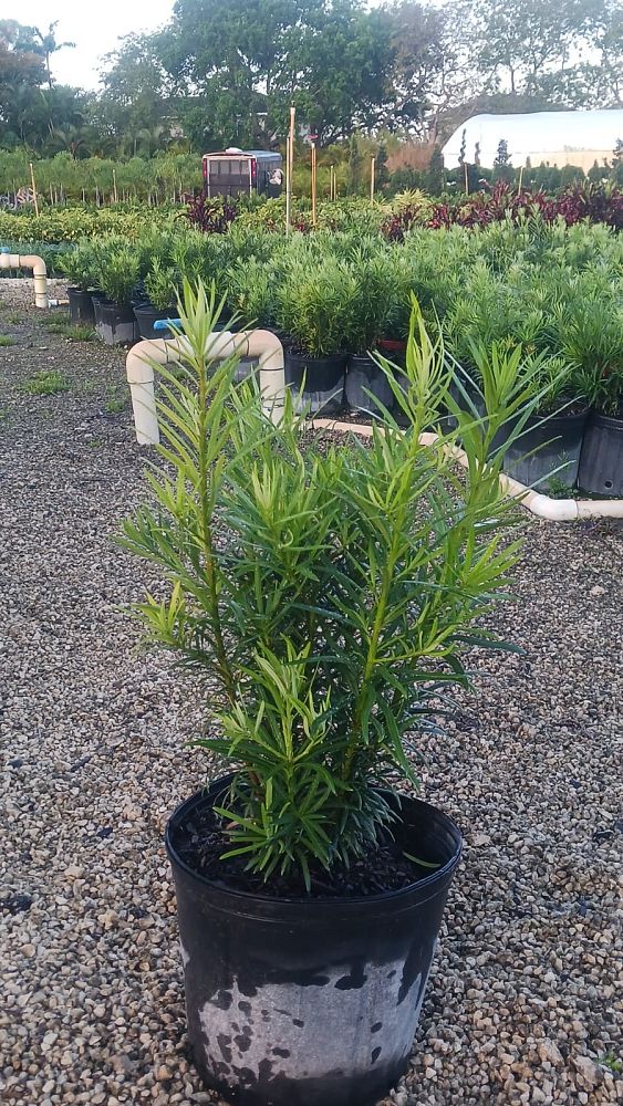 podocarpus-plum-pine