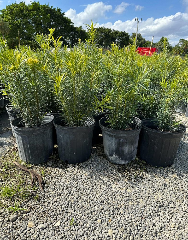 podocarpus-plum-pine