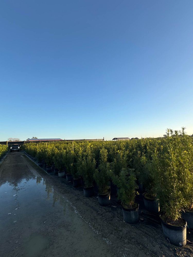 podocarpus-plum-pine