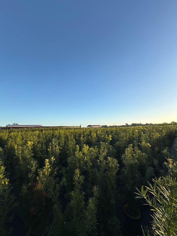podocarpus-plum-pine