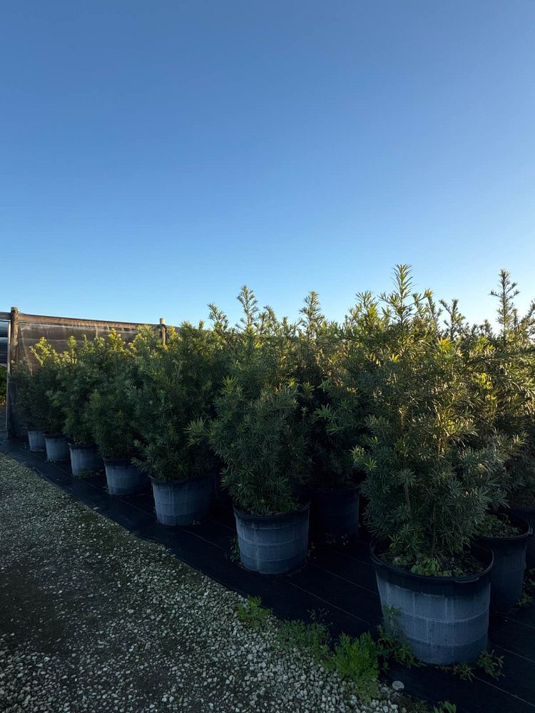 podocarpus-plum-pine