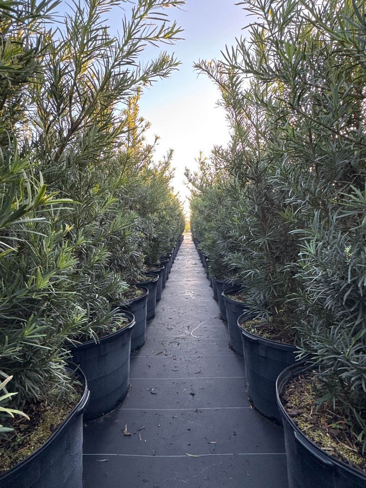 podocarpus-plum-pine