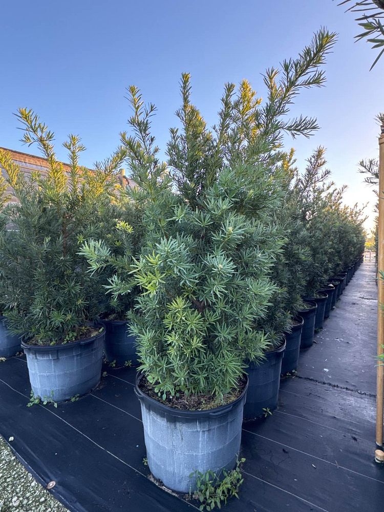 podocarpus-plum-pine