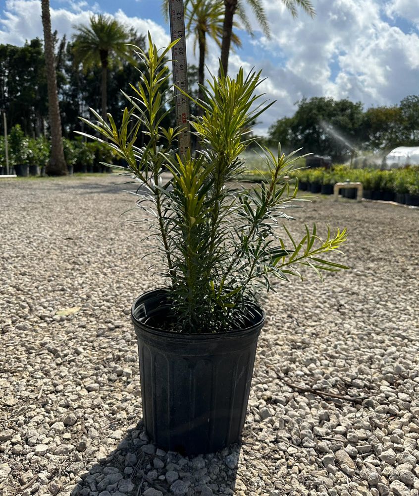 podocarpus-plum-pine