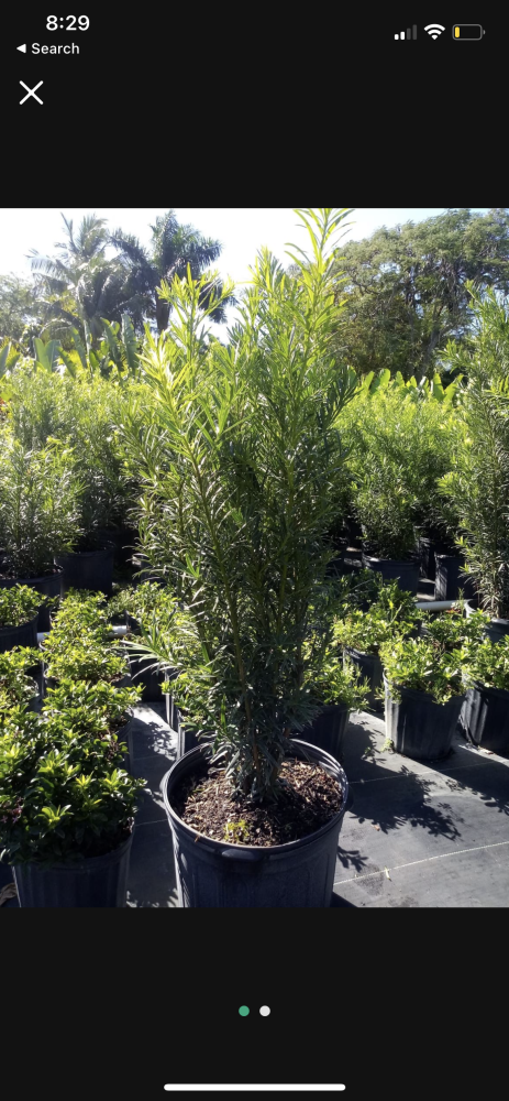 podocarpus-plum-pine