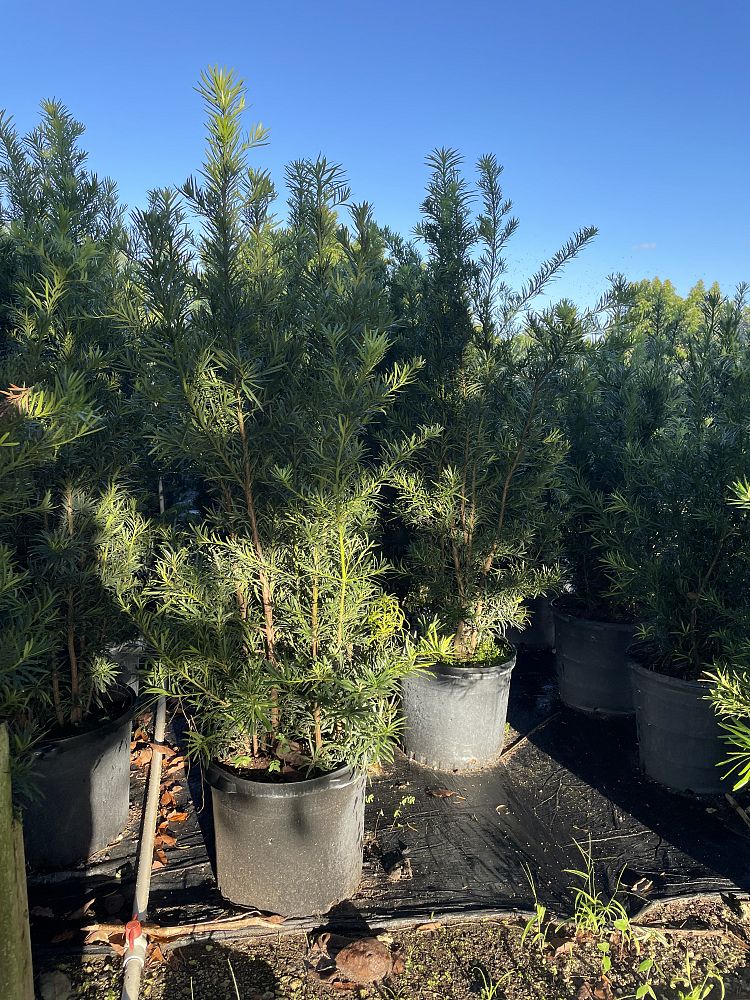 podocarpus-plum-pine