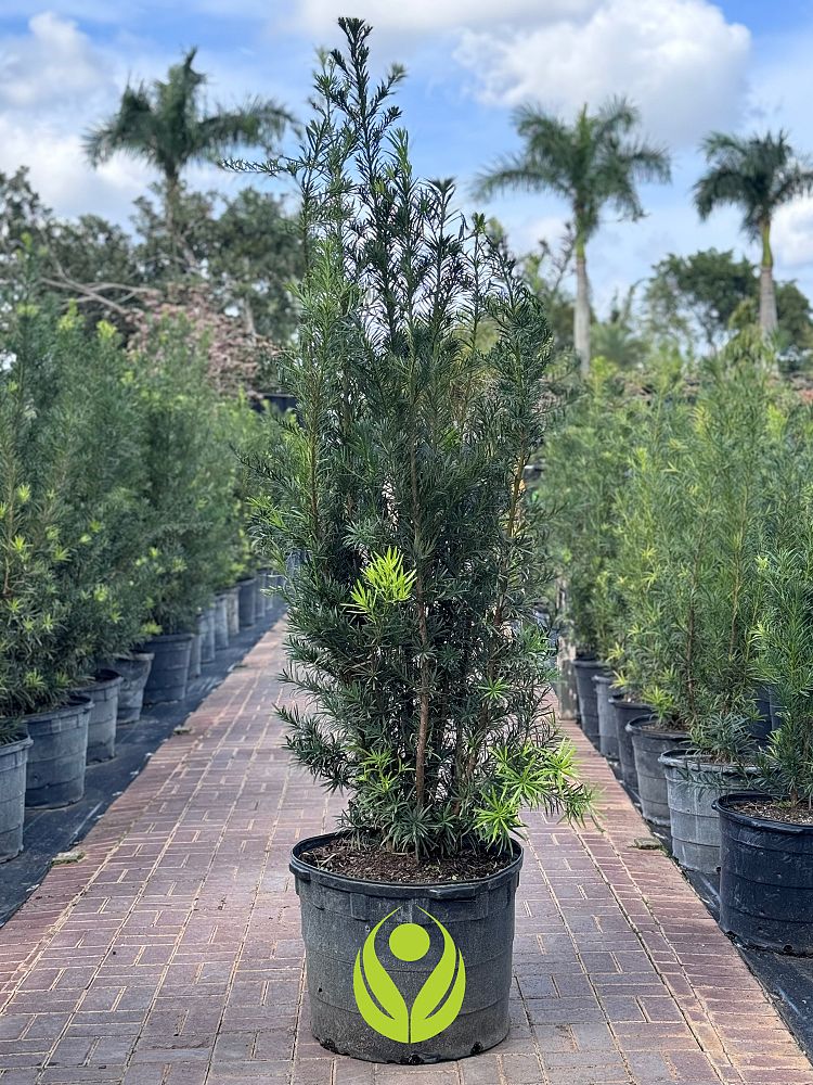 podocarpus-plum-pine