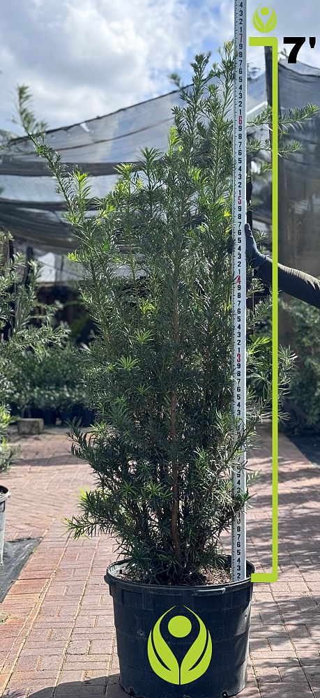 podocarpus-plum-pine