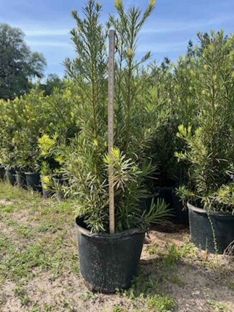 podocarpus-plum-pine