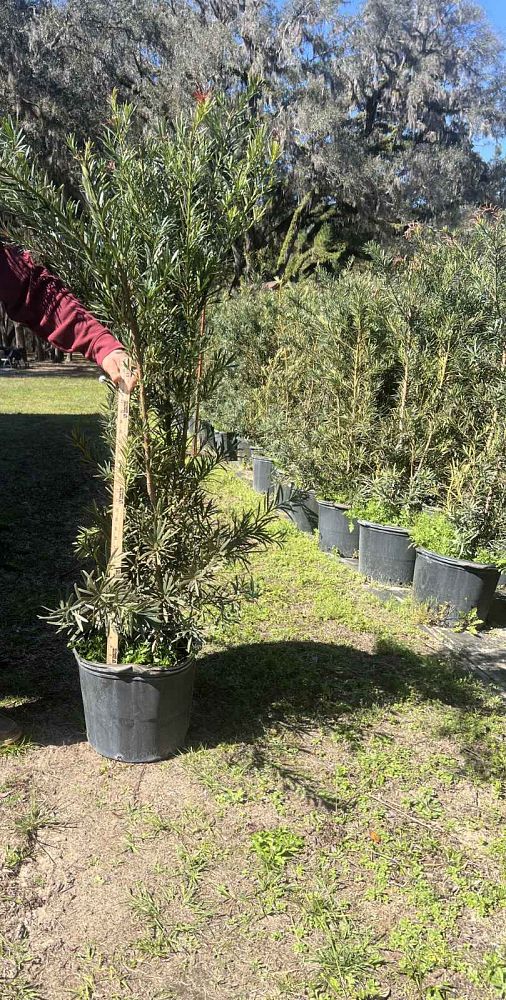 podocarpus-plum-pine