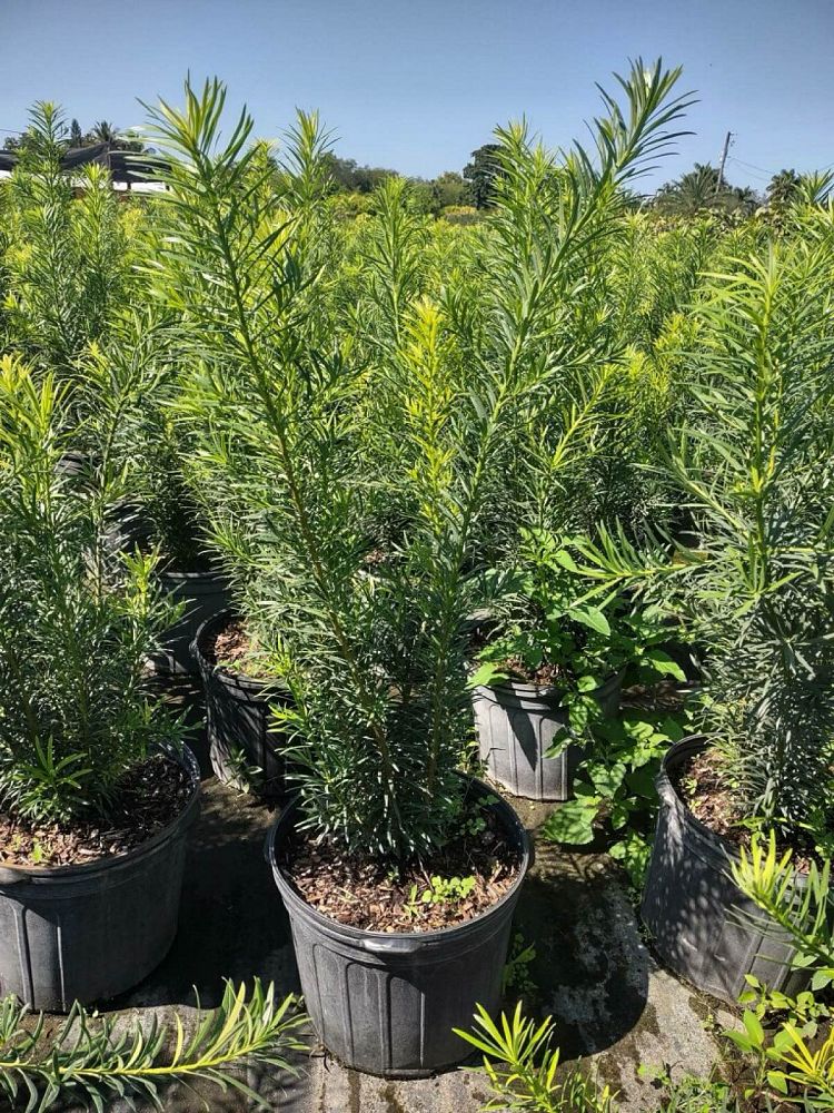 podocarpus-plum-pine