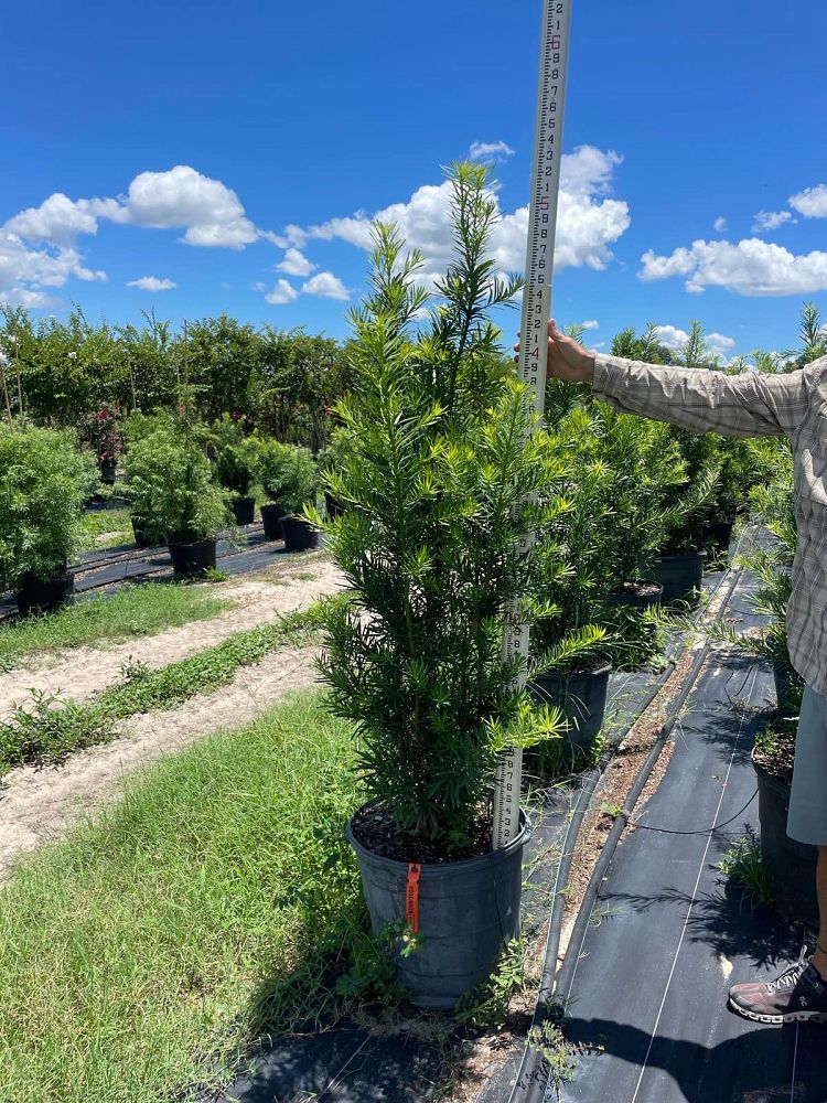 podocarpus-plum-pine