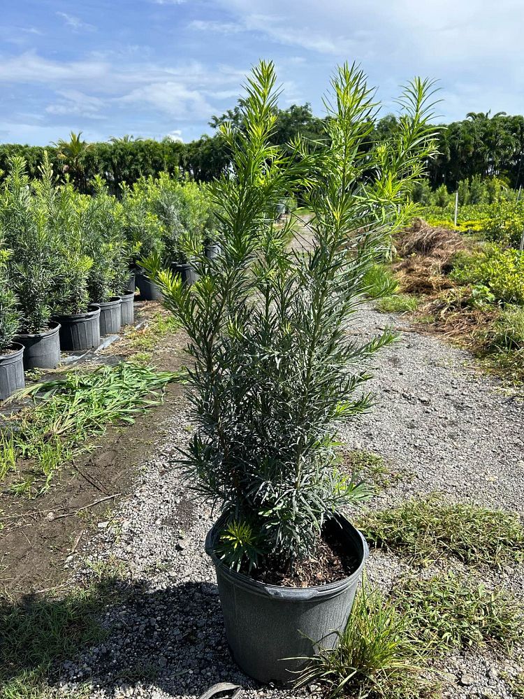 podocarpus-plum-pine