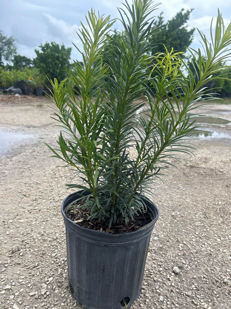 podocarpus-plum-pine