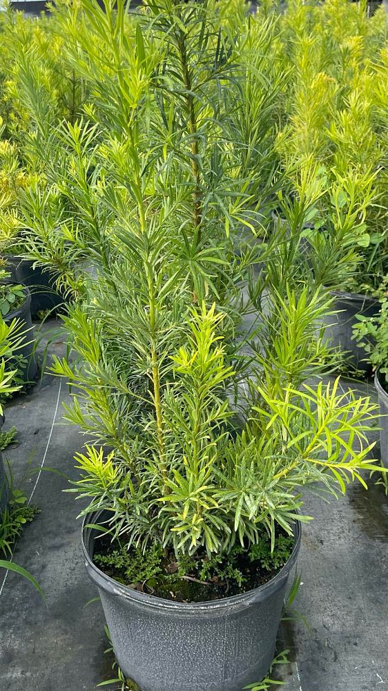 podocarpus-plum-pine