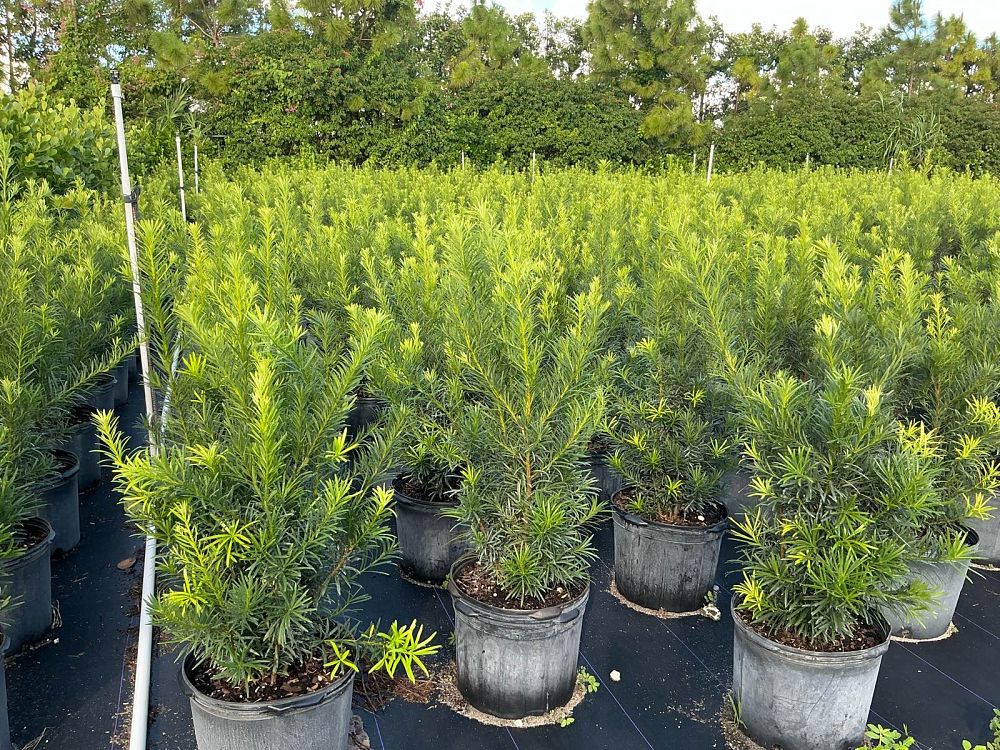 podocarpus-plum-pine