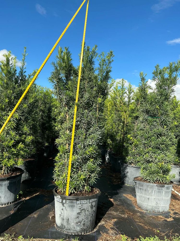 podocarpus-plum-pine