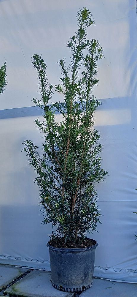 podocarpus-plum-pine
