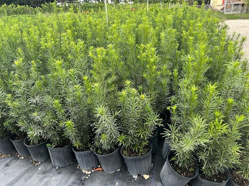 podocarpus-plum-pine