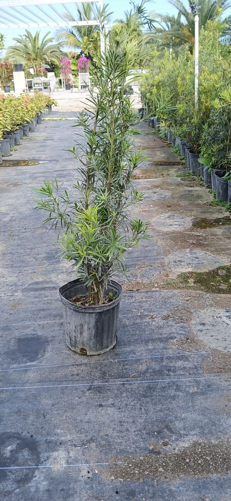 podocarpus-plum-pine