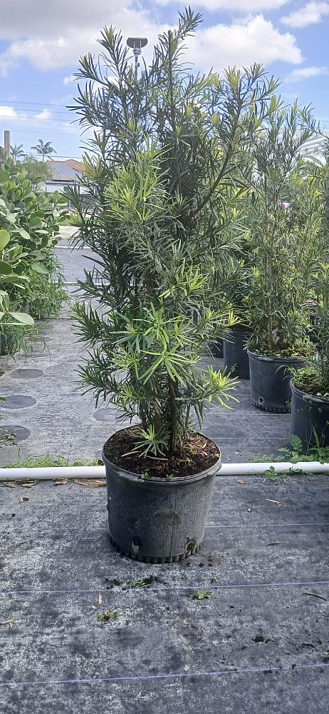 podocarpus-plum-pine