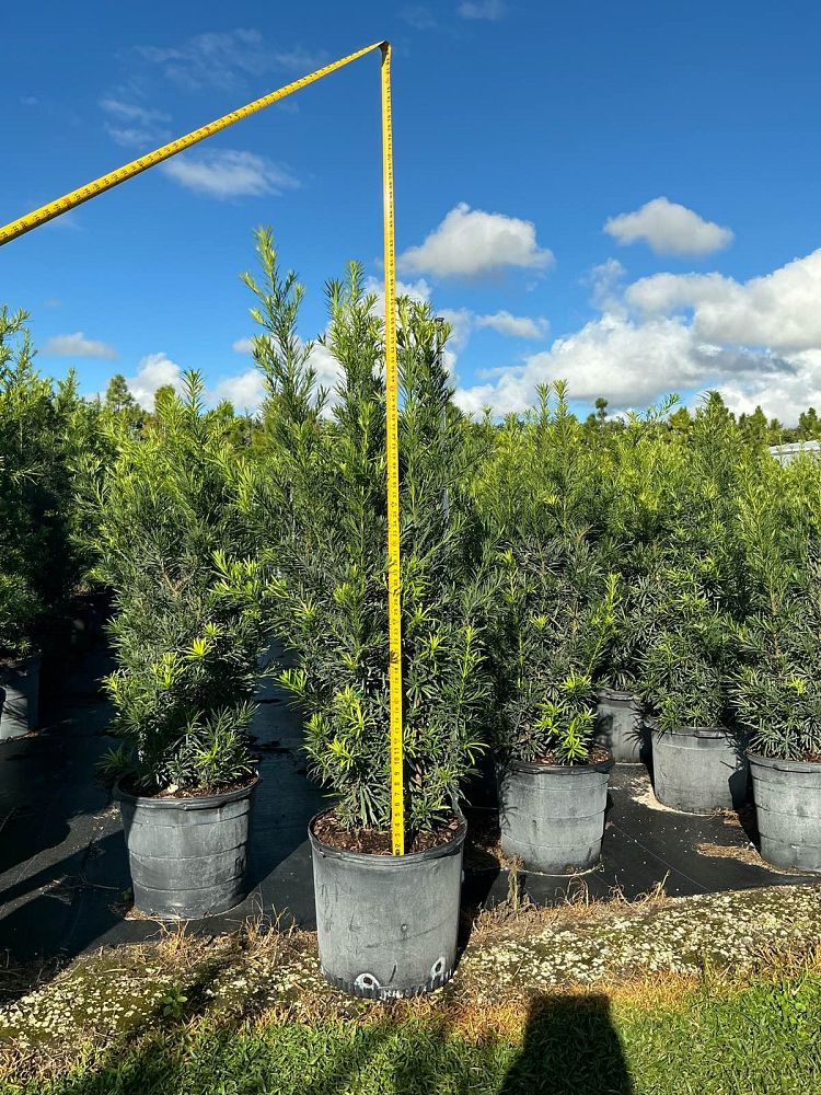 podocarpus-plum-pine