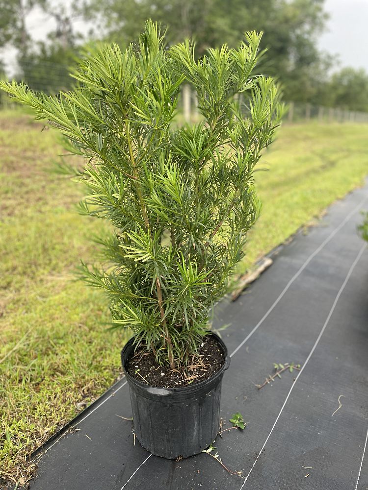 podocarpus-plum-pine