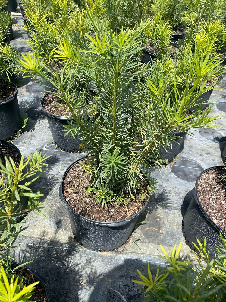 podocarpus-plum-pine