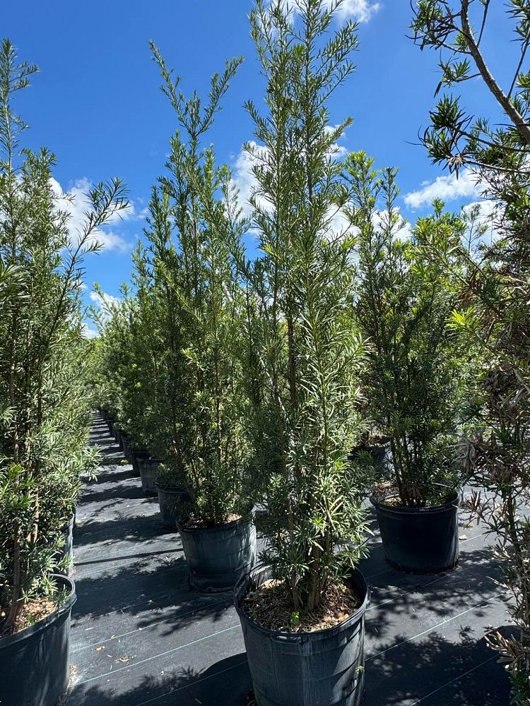 podocarpus-plum-pine