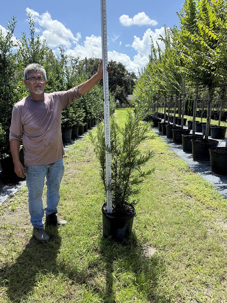 podocarpus-plum-pine