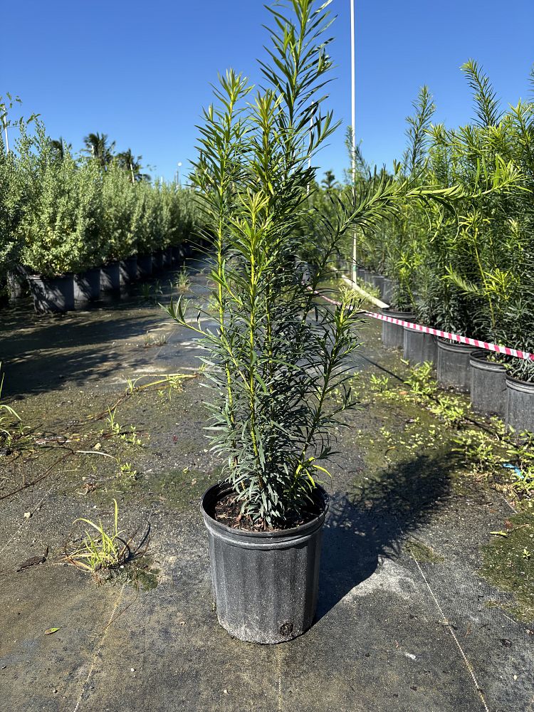 podocarpus-plum-pine