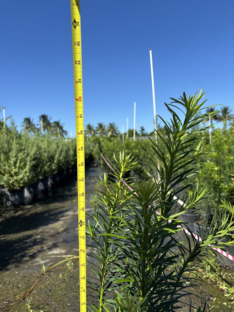 podocarpus-plum-pine