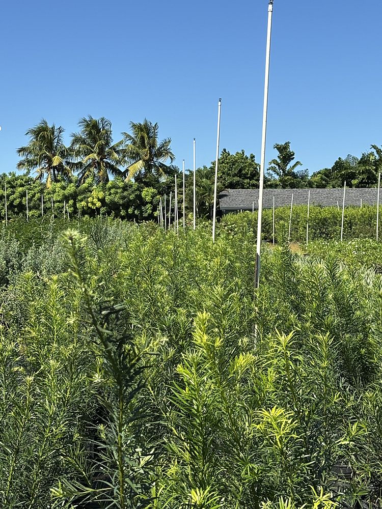 podocarpus-plum-pine