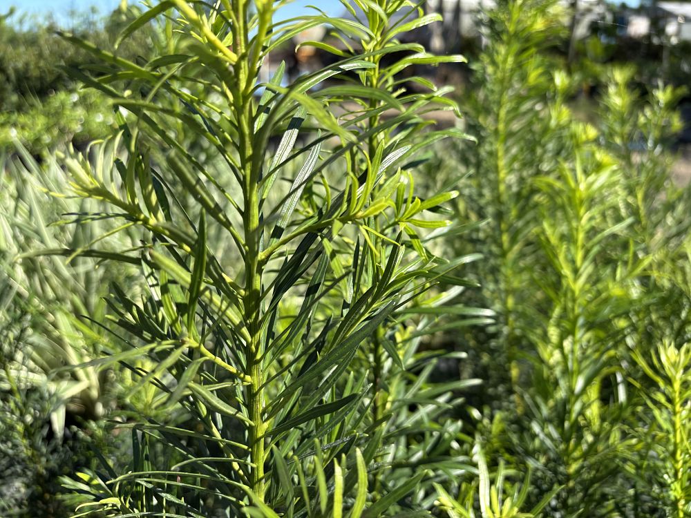 podocarpus-plum-pine