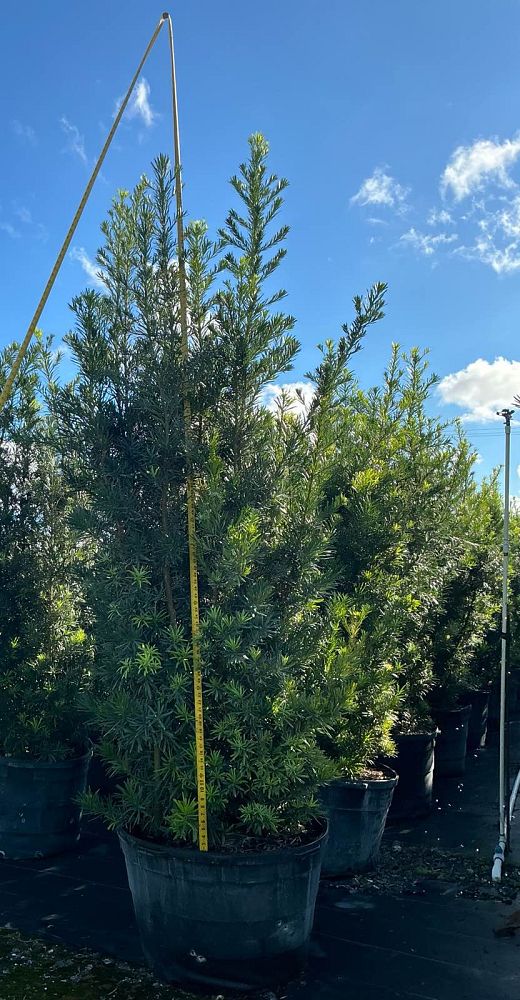 podocarpus-plum-pine
