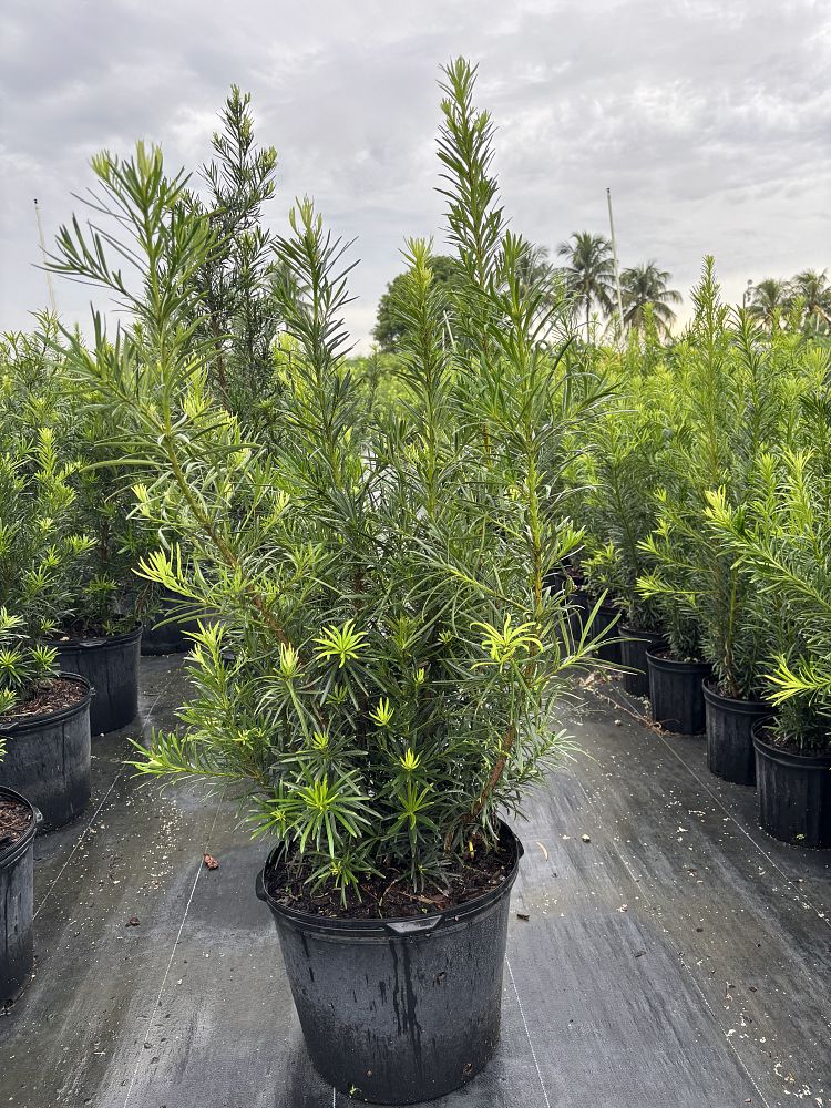 podocarpus-plum-pine