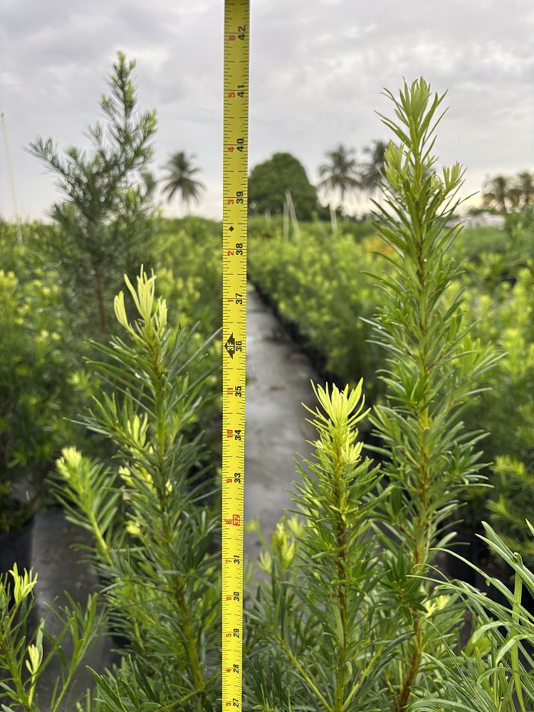 podocarpus-plum-pine