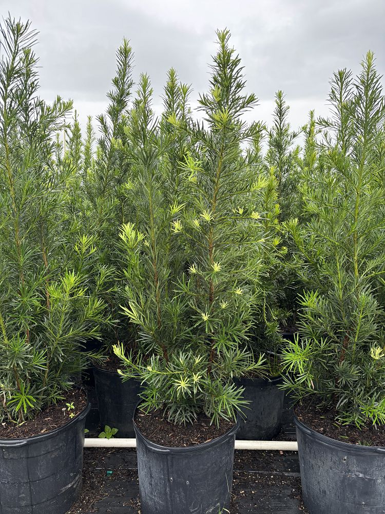 podocarpus-plum-pine