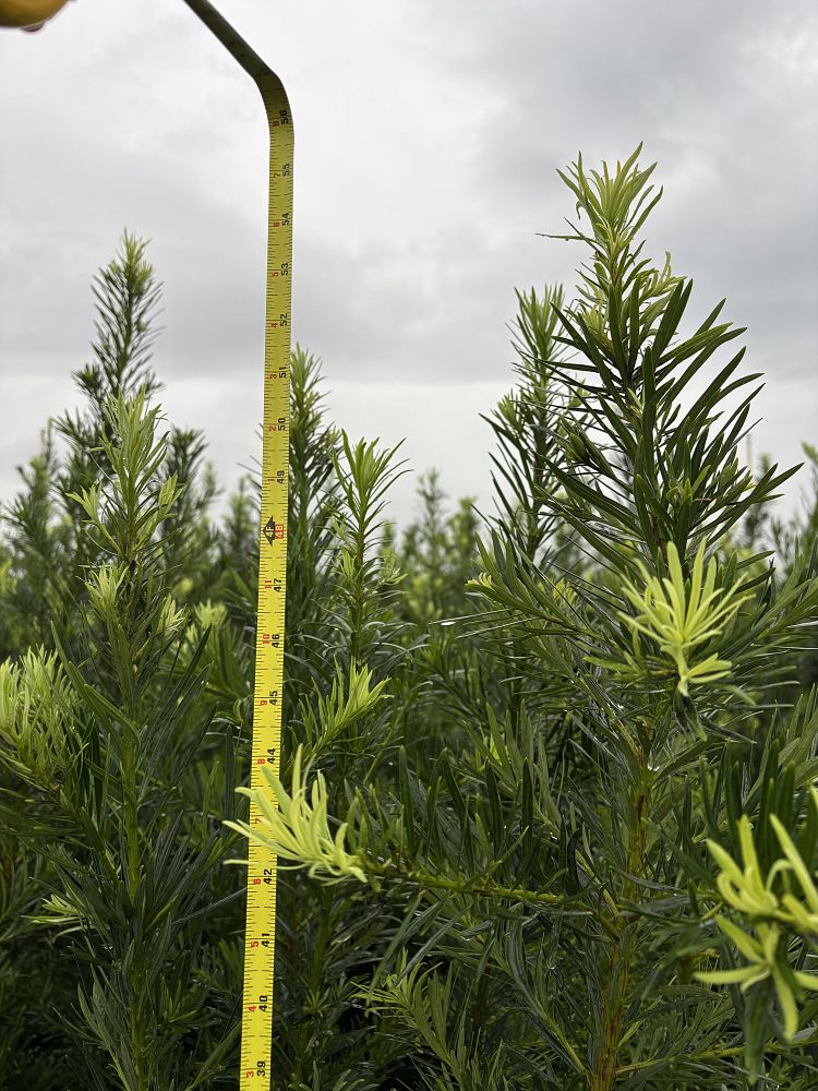 podocarpus-plum-pine