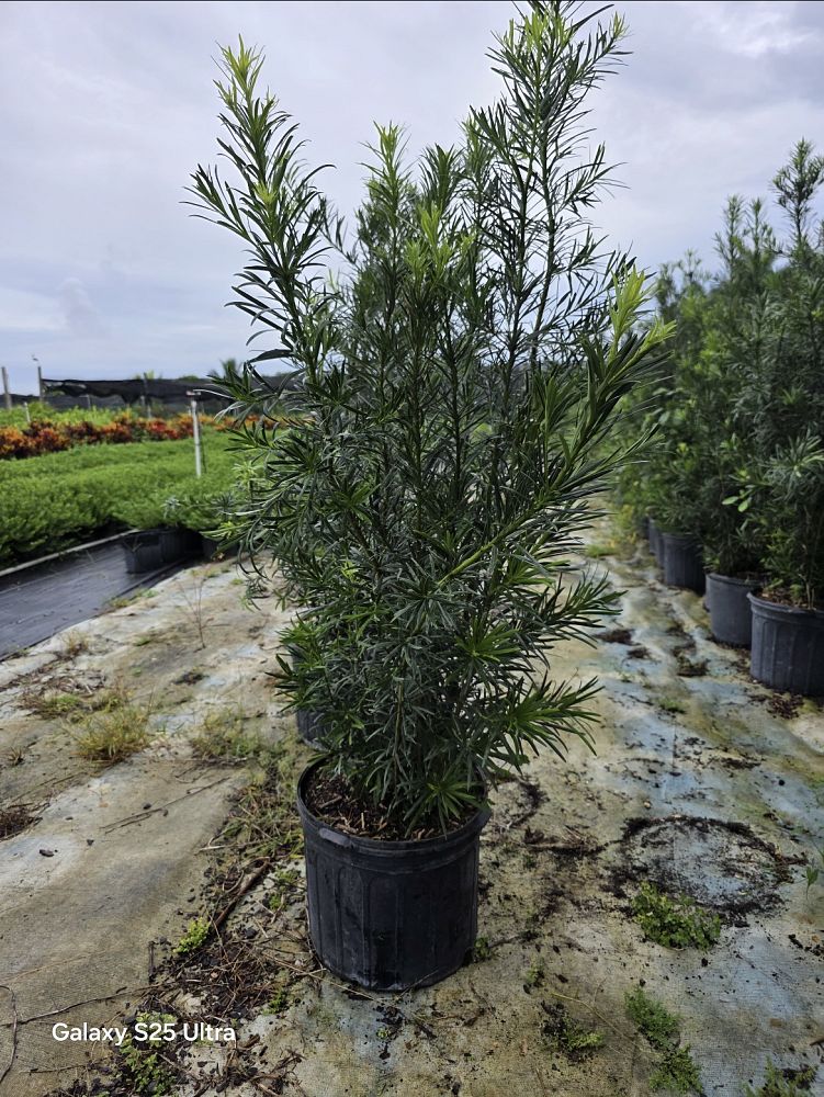 podocarpus-plum-pine