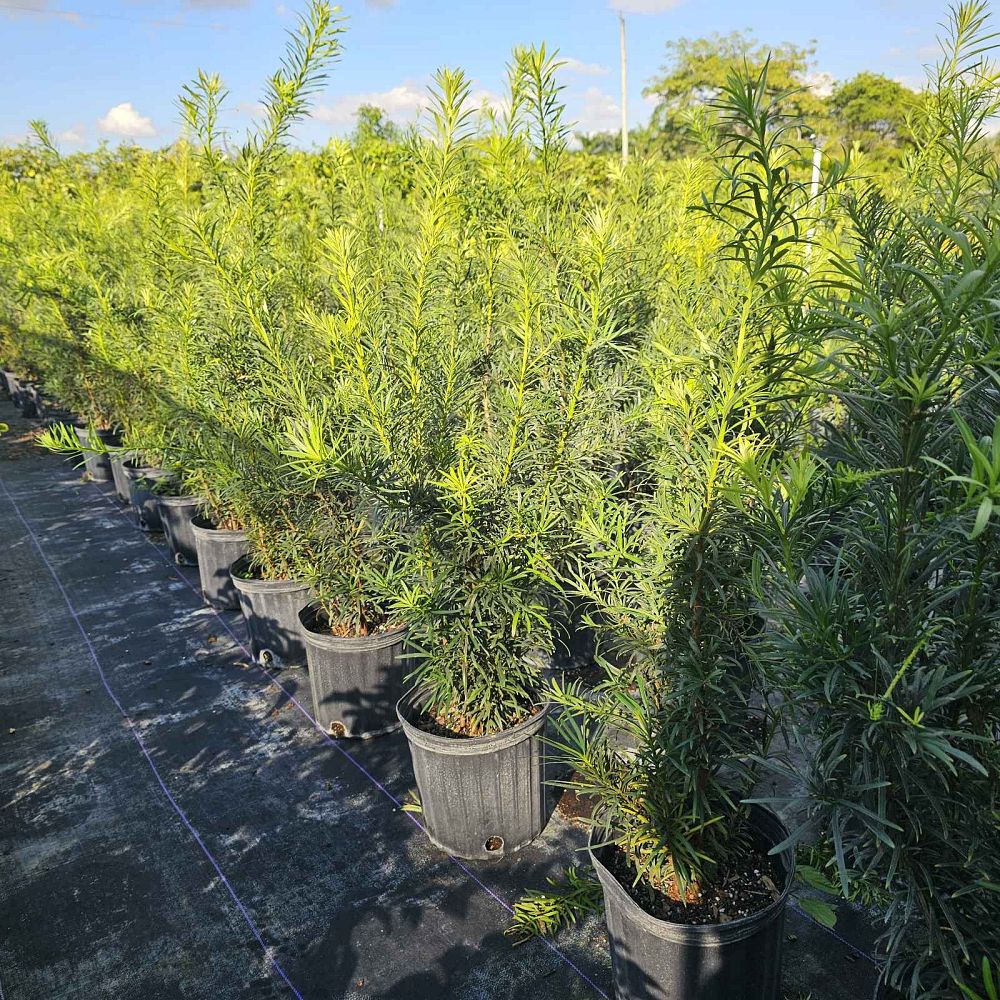 podocarpus-plum-pine