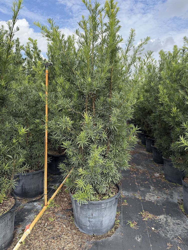 podocarpus-plum-pine