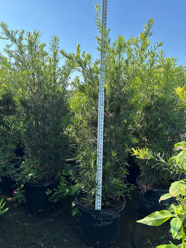 podocarpus-plum-pine