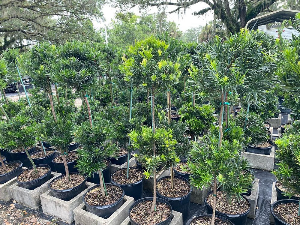 podocarpus-topiary-2-ball-plum-pine