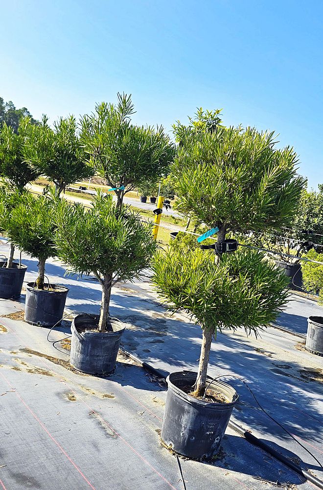 podocarpus-topiary-2-ball-plum-pine